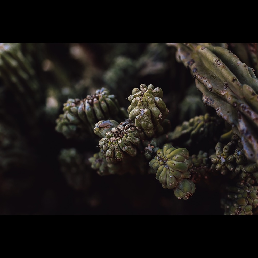 Cactus Print